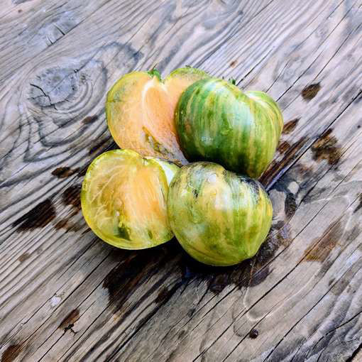 Emerald Comet of Sofia Tomato