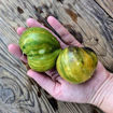 Emerald Comet of Sofia Tomato