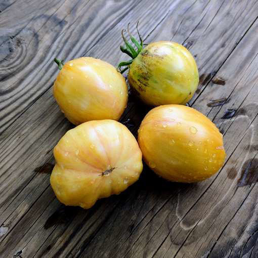 Fiery Turban Tomato