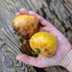 Sofia’s Ginger Comet Tomato