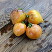 Sofia’s Ginger Comet Tomato