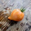 Golden Fashionista Tomato