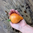 Golden Fashionista Tomato