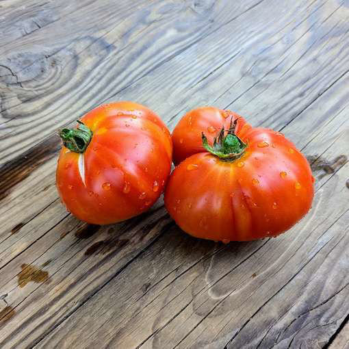 Honey Crest Tomato