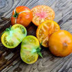 Sofia’s Golden Apple Tomato