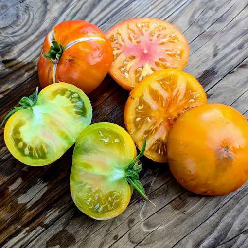 Sofia’s Golden Apple Tomato