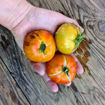 Sofia’s Golden Apple Tomato