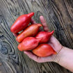 Sultans Shoes Paste Type Tomato