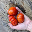 Sunny Truffle Tomato
