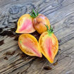 Temptation Tomato