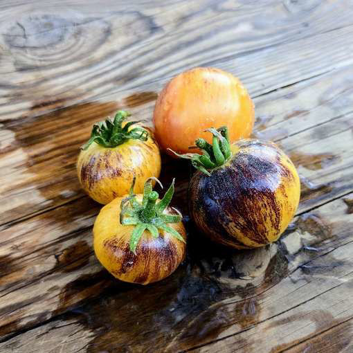 Very Sweet Blues Tomato