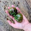 Victoria’s Salute Tomato