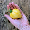 White Heart of Sofia Tomato