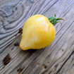 White Heart of Sofia Tomato