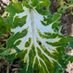 Kale Emerald Ice