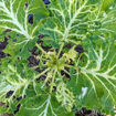 Kale Emerald Ice