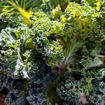 Kale Emerald Ice