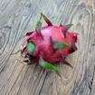 Delight Dragon Fruit Seeds
