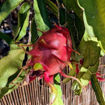 Delight Dragon Fruit Seeds