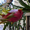 Townsend Pink Dragon Fruit Seeds