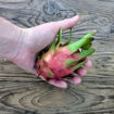 Townsend Pink Dragon Fruit Seeds