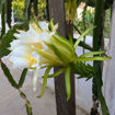 Townsend Pink Dragon Fruit Seeds
