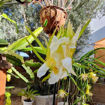 Townsend Pink Dragon Fruit Seeds