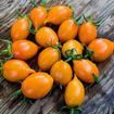 Arancio da Serbo Piennolo Longkeeper Tomato