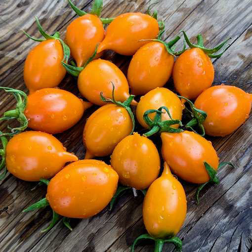 Arancio da Serbo Piennolo Longkeeper Tomato