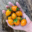 Arancio da Serbo Piennolo Longkeeper Tomato