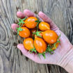Arancio da Serbo Piennolo Longkeeper Tomato