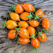 Arancio da Serbo Piennolo Longkeeper Tomato