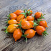 Arancio da Serbo Piennolo Longkeeper Tomato