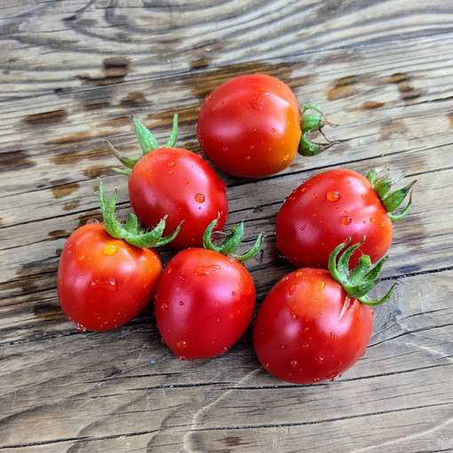 Bombolino Longkeeper Tomato