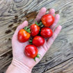 Bombolino Longkeeper Tomato