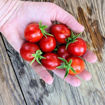 Ciliegino - Selection Claudio Prochietto Longkeeper Tomato