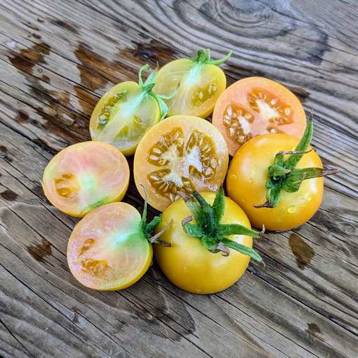 Giraffe Longkeeper Tomato