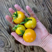 Giraffe Longkeeper Tomato