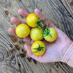 Giraffe Longkeeper Tomato