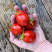 Graham’s Good Keeper Longkeeper Tomato