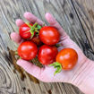 Graham’s Good Keeper Longkeeper Tomato