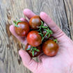 Miche’s Dunkle Lager Longkeeper Tomato