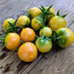 Okaiji Longkeeper Tomato