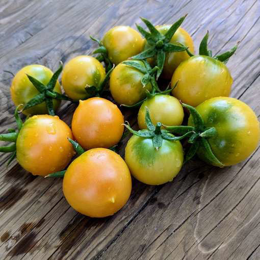 Okaiji Longkeeper Tomato