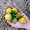 Okaiji Longkeeper Tomato