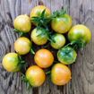 Okaiji Longkeeper Tomato