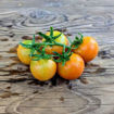 Okaiji Longkeeper Tomato