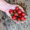 Pomodoro Pizzutello Di Paceco Longkeeper Tomato