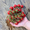 Pomodoro Pizzutello Di Paceco Longkeeper Tomato