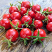 Pomodoro Pizzutello Di Paceco Longkeeper Tomato